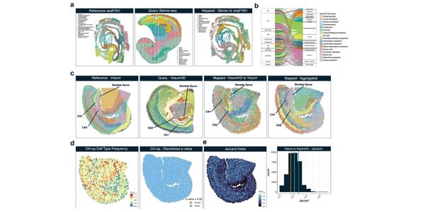 Vesalius cell-mapping tool
