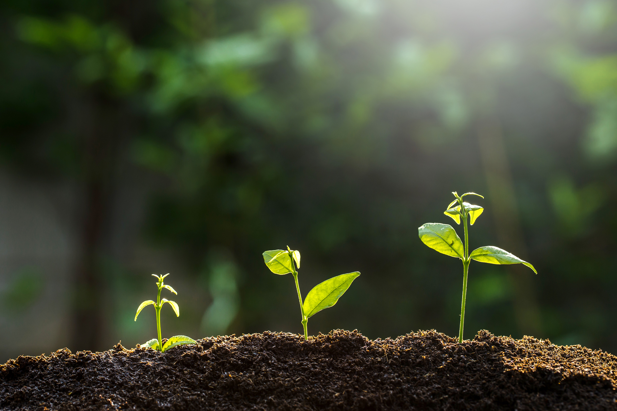 Green plants growing from the soil