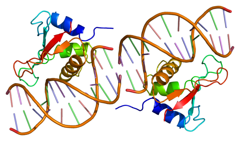 800px-Protein_IRF1_PDB_1if1-1
