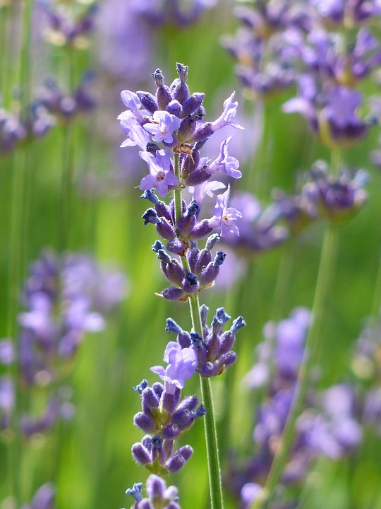Lavender