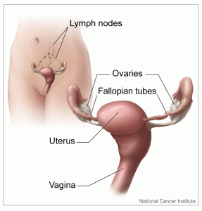 femalerepro
